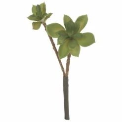 Coupon 🛒 Succulent Pick 🎁