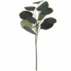 Cheap ❤️ Eucalyptus Leaf Pick 👏