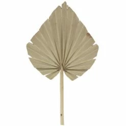 Best reviews of 😀 Dried Palm Spear Pick 😉
